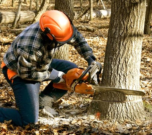 Tree Removal in Valliant, OK